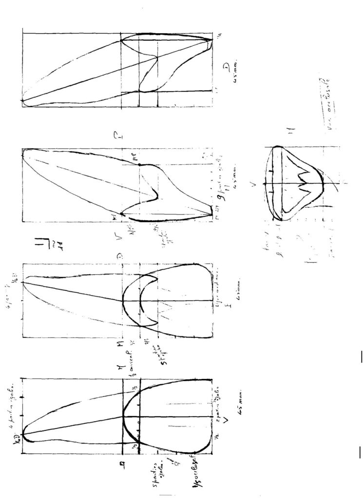 Dessin d'une incisive centrale et ses caractéristiques anatomiques.